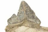 Fossil Primitive Whale (Pappocetus) Jaw Section - Morocco #217934-6